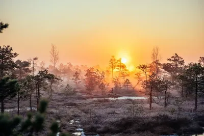 Невероятно красивый весенний рассвет на родных болотах в Кемери | Кемер,  Закаты, Латвия