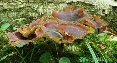 Собираем грибы - вешенки лесные / We collect mushrooms - oyster mushrooms -  YouTube