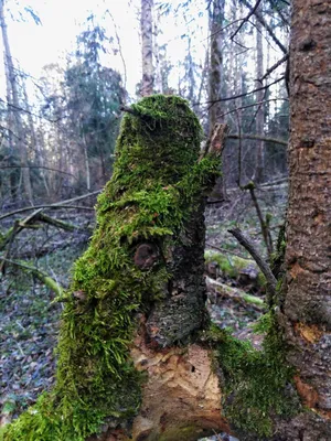 Pleurotus pulmonarius, Вешенка легочная