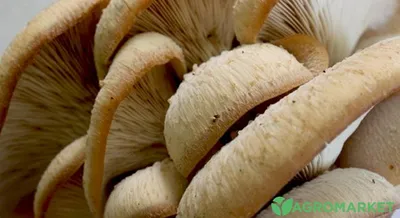 Вешенка обыкновенная (Pleurotus ostreatus) – Грибы Сибири