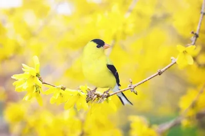 Весна Птица - Бесплатное фото на Pixabay | Наблюдение за птицами, Весна,  Цветущие деревья