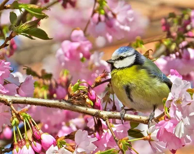 Птицы весной - фото и картинки: 64 штук