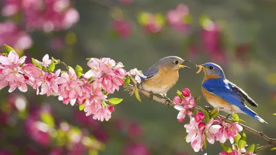 Весна птицы фото фото