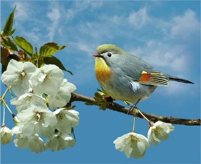 Пернатые вестники весны: какие птицы к нам уже прилетели