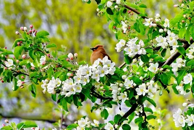 Весна. Птицы в Удельном парке Санкт-Петербурга. | Прогулки по городу