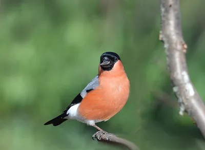 Весенние птицы - фото и картинки: 64 штук