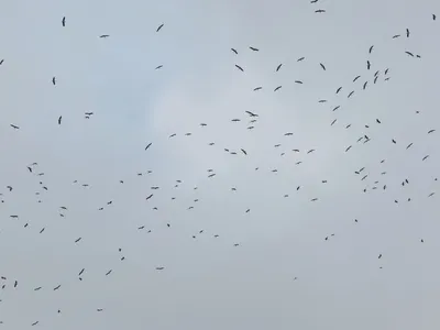 Какие птицы прилетают весной в Москву и в каком порядке