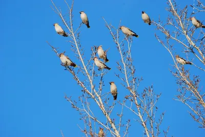 Эколог рассказал, как перелетные птицы относятся к зимним холодам весной