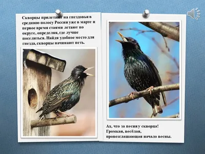 Какие птицы прилетают весной в Москву и в каком порядке