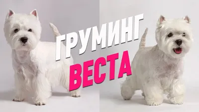 ГРУМИНГ ВЕСТА / ТРИММИНГ ВЕСТ ХАЙЛЕНД УАЙТ ТЕРЬЕРА / Эпизод МАСТЕР-КЛАССА /  GROOM SCHOOL - YouTube