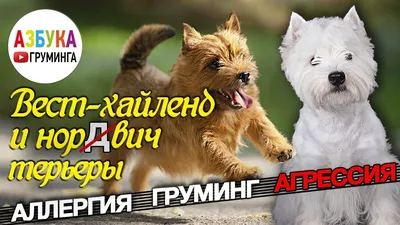 Второй тримминг нашего Вестика Хайленд Уайт Терьера Корм Brit Trimming West  Highland White Terrier - YouTube