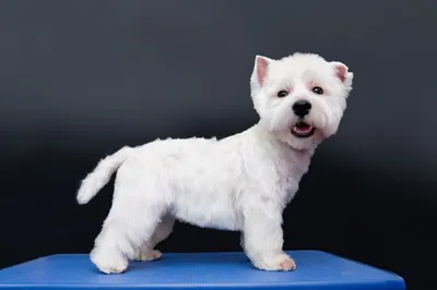 Первый тримминг нашего Вестика Бадди West Highland White Terrier - YouTube