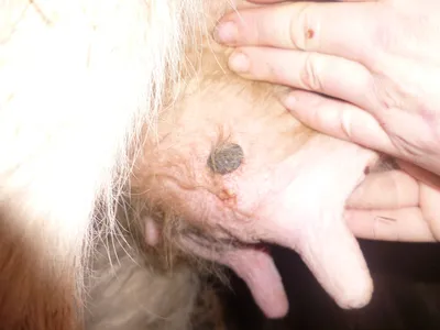 Оспа у коров на вымени: признаки, лечение, вакцина