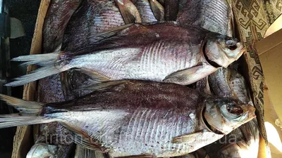 Лещ вяленый | Вобла - Интернет-магазин вяленой рыбы