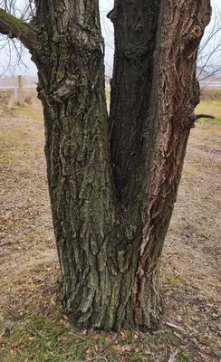 Вяз дерево фото фото