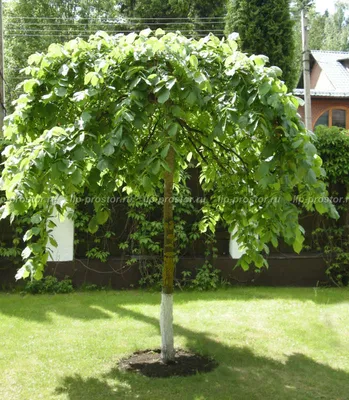 Вяз шершавый Пендула - Лиственные деревья | Питомник растений | Посадка и  уход
