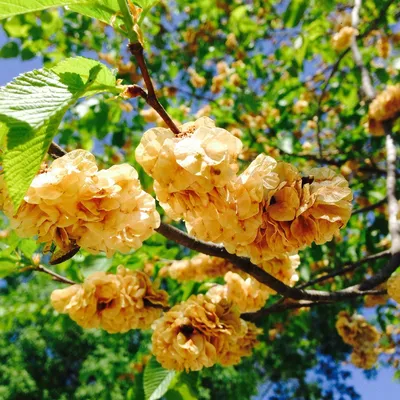 Вяз мелколистный (Ulmus parvifolia) - Питомник и Садовый центр Русские  Деревья