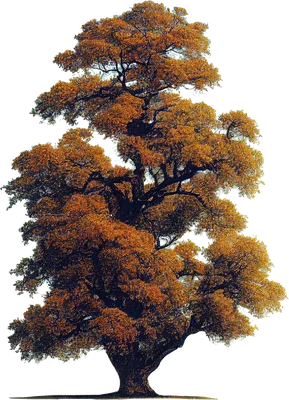 Вяз Дерево Природа - Бесплатное изображение на Pixabay - Pixabay