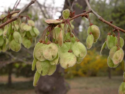 Вяз гладкий (Ulmus laevis) - PictureThis