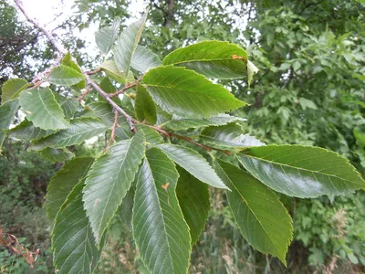 Вяз, или берест (лат. Ulmus)