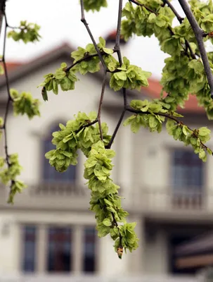 Вяз мелколистный (Ulmus parvifolia) - Питомник и Садовый центр Русские  Деревья