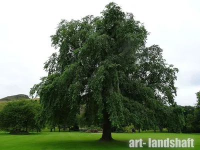 Дерево вяз: фото и описание | Полезные растения