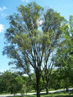 Старый вяз дерева, без листьев, на голубой предпосылке неба весны с  облаками Стоковое Изображение - изображение насчитывающей сух, яркое:  116601351