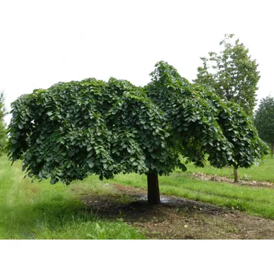 Вяз дерево, цена Договорная купить в Пинске на Куфаре - Объявление  №213170568