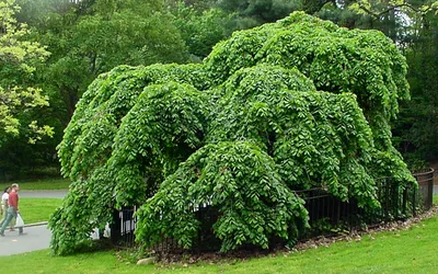 Вяз американский – дерево и древесина – Ulmus americana