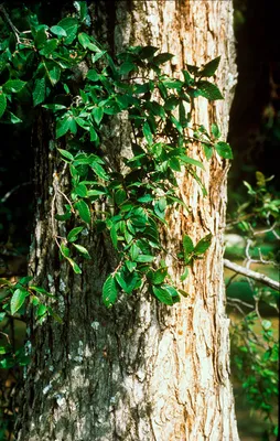 Дерево вяз (95 фото): виды, свойства, внешний вид. Описание, где растёт,  как определить вяз по листу, где применяется, какая структура древесины