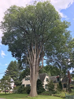 Кедровый вяз – дерево и древесина – Ulmus crassifolia