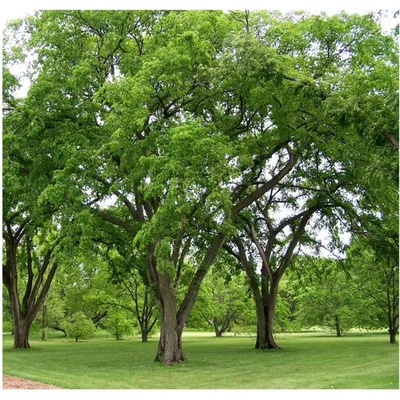 Дерево вяз (95 фото): виды, свойства, внешний вид. Описание, где растёт,  как определить вяз по листу, где применяется, какая структура древесины