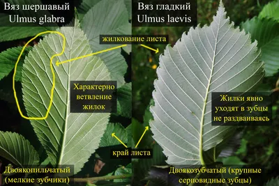 Собрание листьев осени, осины и вяза, дуба и клена, Isola Стоковое Фото -  изображение насчитывающей листья, вал: 93490236