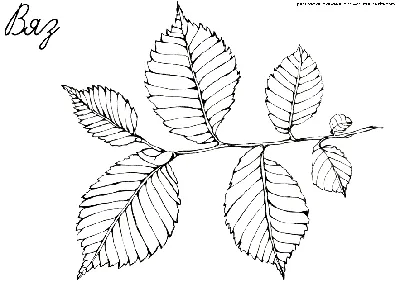 Вяз приземистый, или мелколистный, или ильмовик, Ulmus pumila