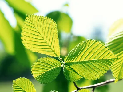 Как отличить вяз гладкий (Ulmus laevis) от вяза шершавого (Ulmus glabra) |  Дендрогулка | Дзен