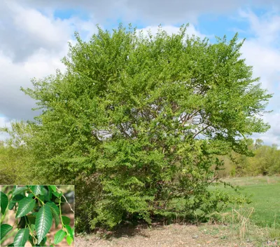 Вяз Вич Листья И Семена Ulmus Glabra Изолированный — стоковые фотографии и  другие картинки Без людей - iStock