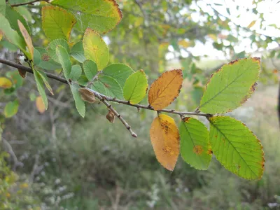 Вязь листья осенью - 60 фото