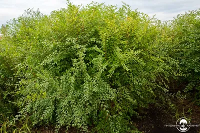 Кедровый вяз – дерево и древесина – Ulmus crassifolia