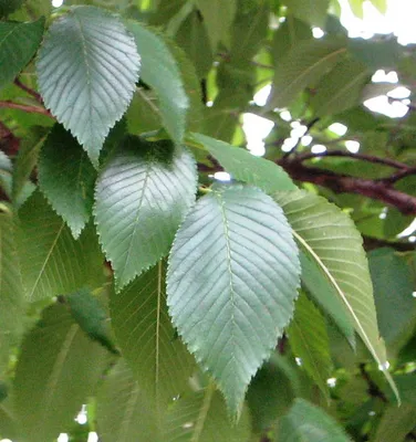 Вяз Вич Листья И Семена Ulmus Glabra Изолированный — стоковые фотографии и  другие картинки Без людей - iStock