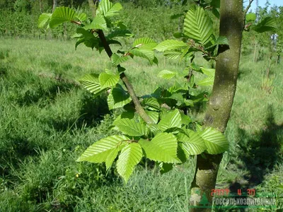 Вяз голландский (ulmus × hollandica). Описание, фото, сорта, уход,  применение – каталог Greenmaster