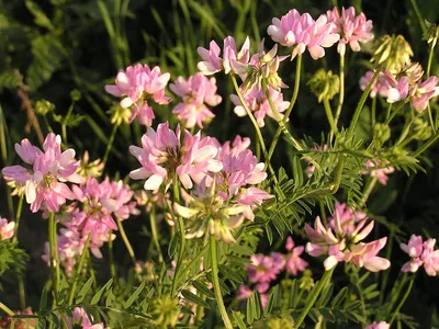 Вязель разноцветный (Coronilla varia L.)