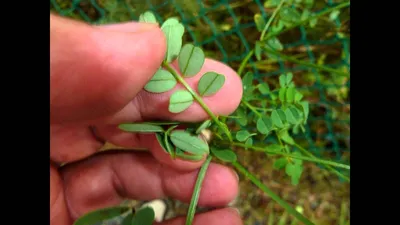 Купить семена, растение – Вязель разноцветный (Coronilla varia) |  Травушка-муравушка