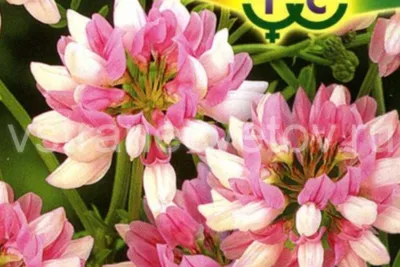 Семена Вязель разноцветный Розовый бриз 0,2 гр. купить в Москве, цена в  интернет-магазине