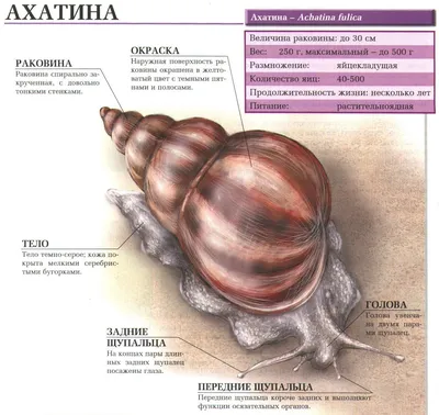 Big Snails - купить улитку: ахатины, архахатины, захрисии, древесники