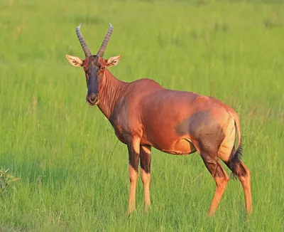 Антилопы: как жить на саванне, не теряя головы (и длинных ног)? | Мир  животных. | Дзен