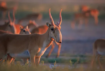 Потрясающие антилопы из Африки, которые имеют невероятно симметричные  спиральные рога