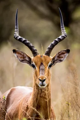 Общие Эланд Является Крупнейшим Из Африканских Видов Антилоп — стоковые  фотографии и другие картинки Biggest - iStock