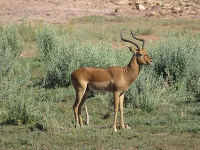 Факты о дукерах — очаровательных антилопах из Африки