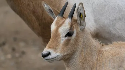 ВЕК МЛЕКОПИТАЮЩИХ - Обзор фауны Эфиопской области 2