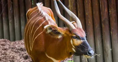 В английском зоопарке родился детеныш антилопы вымершего вида